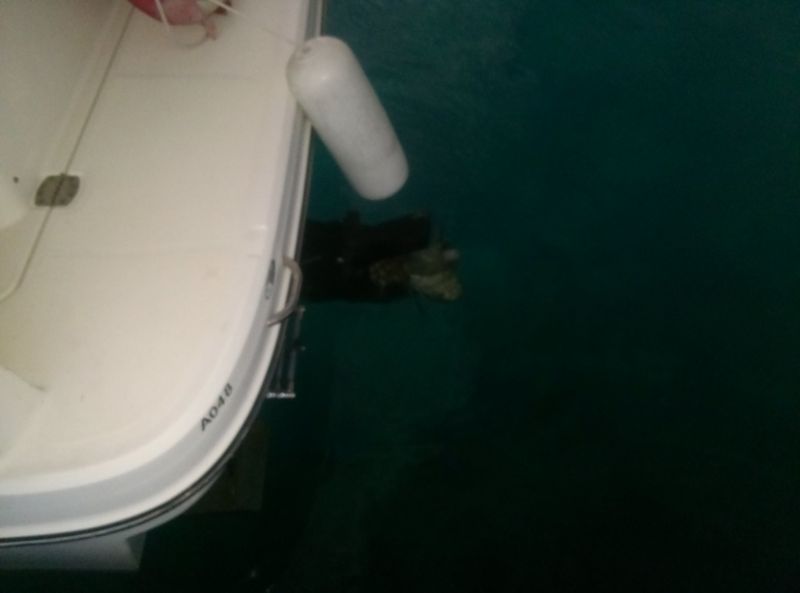 vente bateau Bayliner 255sb + 260cv Mercruiser Bravo 3 VENDU